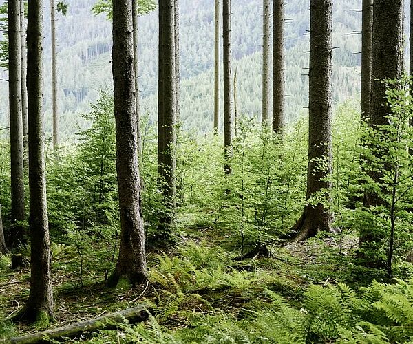 Klimaschützer Wald: Bundesforste laden zu Führungen in den „Wald der Zukunft“