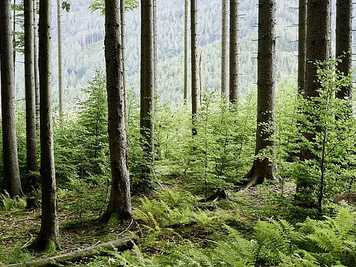 Wald der Zukunft Führungen
