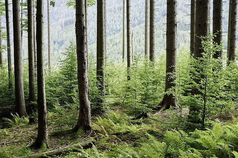 Wald der Zukunft Führungen