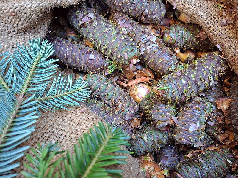 Geerntete Tannenzapfen (c) oebf/Stefan Merkinger Geerntete Tannenzapfen (c) oebf/Stefan Merkinger