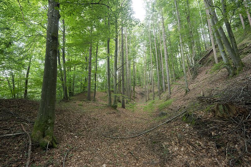 Wald in Bischofshofen (c) ÖBf/W. Lienbacher