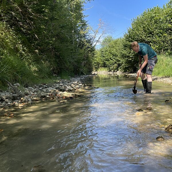 Fischrettung in einem Seitenarm der Traun bei Ebensee 