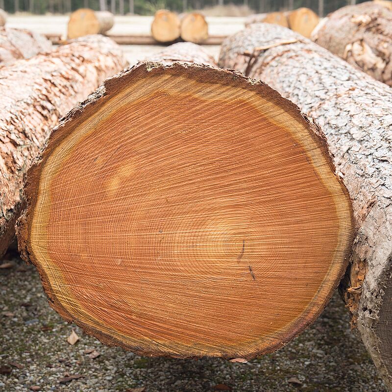 Lärche (c) ÖBf/W. Lienbacher