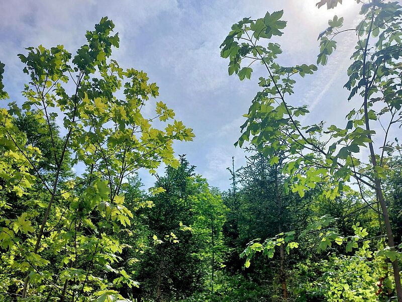 Unterwegs im Forstrevier Steyr (c) ÖBf/S. Wieland