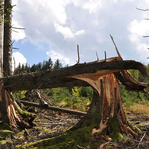 Bundesforste: Wald-Bilanz mit Schadholz und extremer Trockenheit 