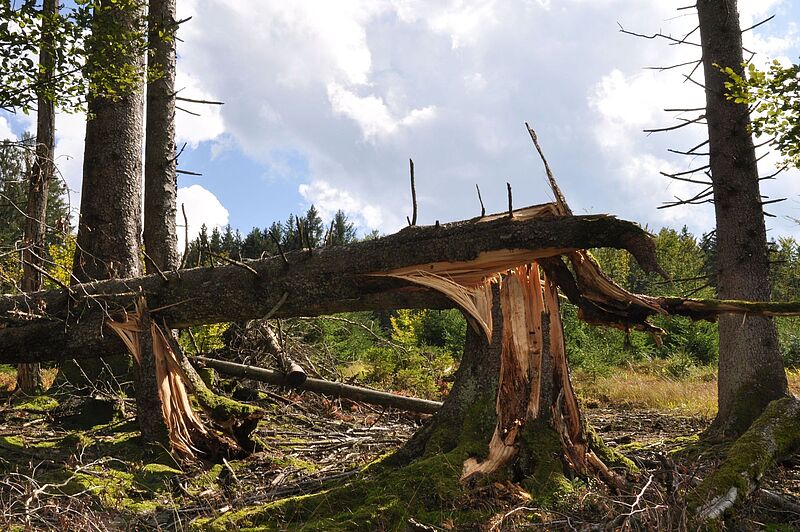 Windbruch Forstrevier Frauschereck