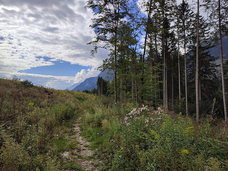 Waldführung in Gnadenwald (c) ÖBf