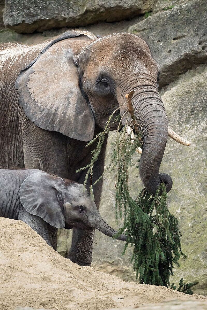 Verfütterung der Fichte aus Bundesforste-Wäldern an die Elefanten im Tiergarten Schönbrunn