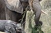 Verfütterung der Fichte aus Bundesforste-Wäldern an die Elefanten im Tiergarten Schönbrunn