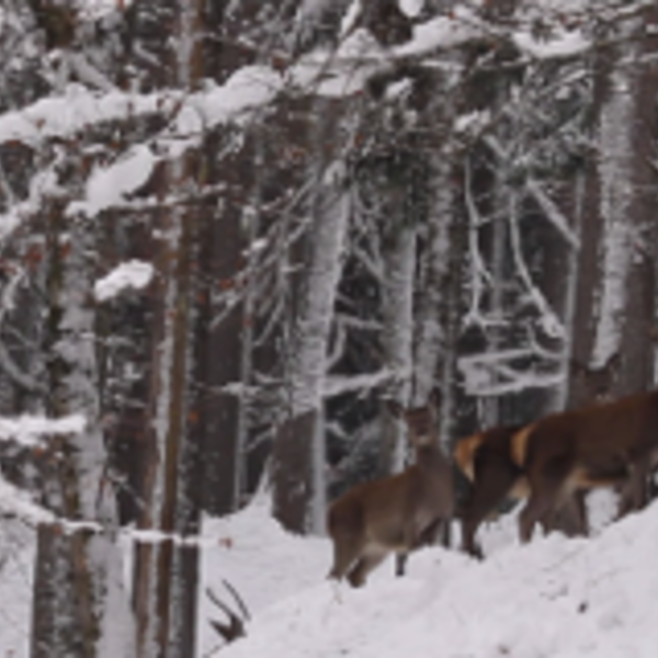 Winterzeit für Wildtiere