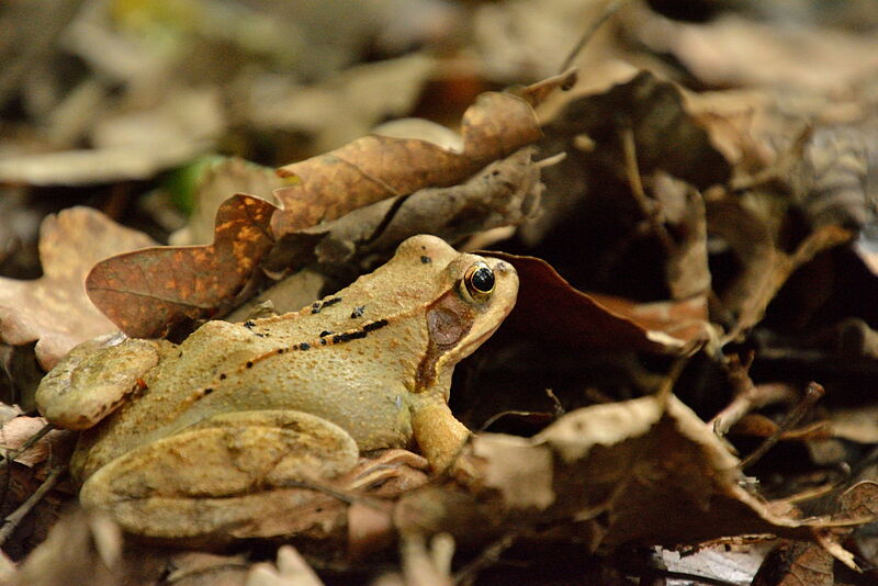 Grasfrosch sitzt im Laub am Waldboden