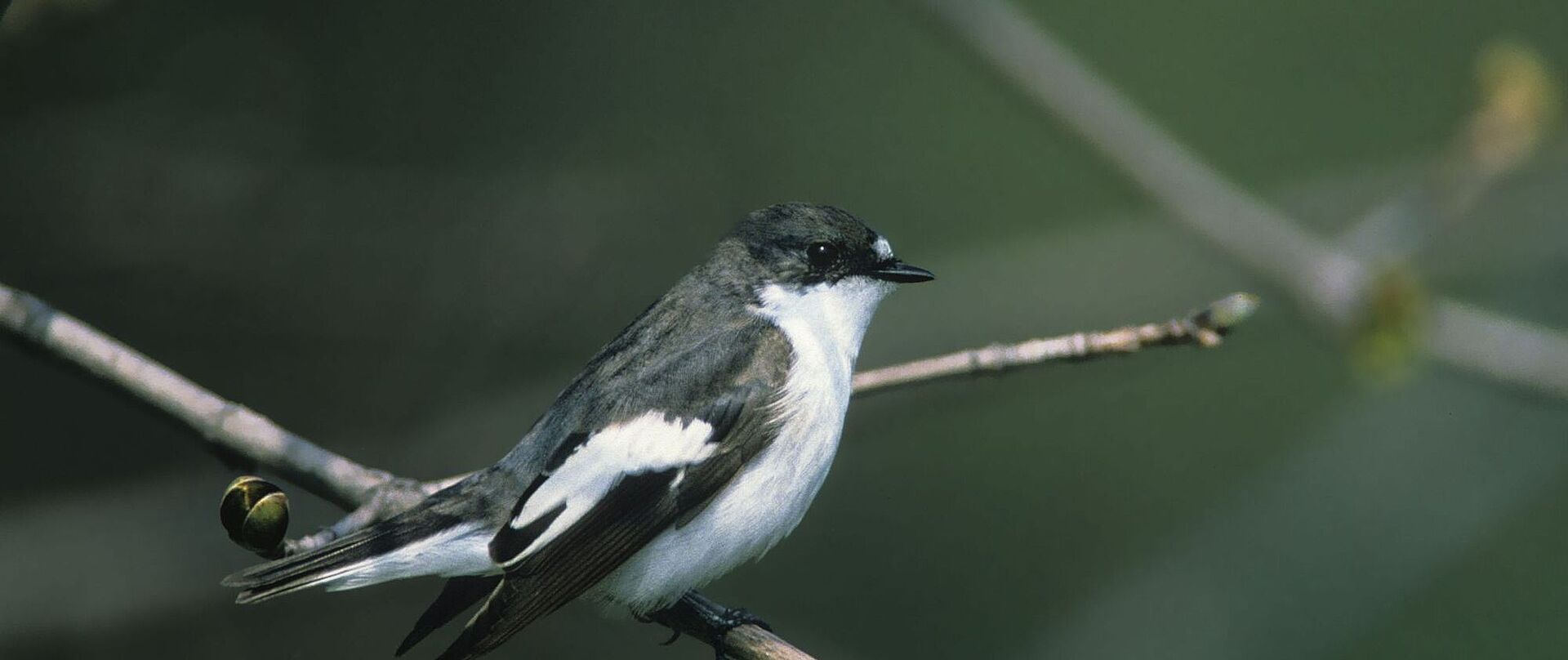 Trauerschnäpper (c) ÖBf-Archiv/Peter Buchner