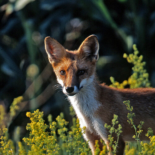 Fuchs