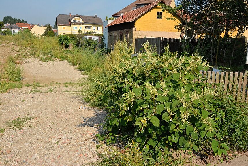 Japanischer Staudenknöterich