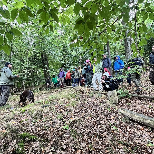 Auf den Spuren der Wildkatze 