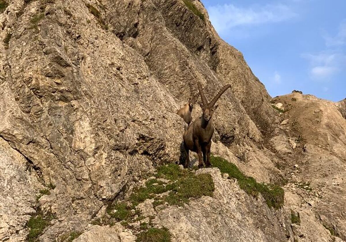 Steinbock (c) ÖBf/Rehbichler Steinbock (c) ÖBf/Rehbichler