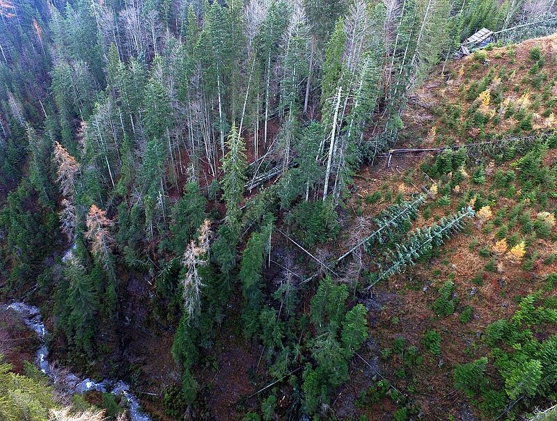 Windwurf nach Sturm Vaia im Forstrevier Hermagor