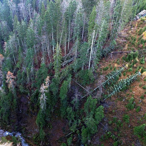 Bundesforste ziehen Waldbilanz: Schadholz weiter auf hohem Niveau, Käferholz mit rückläufiger Tendenz