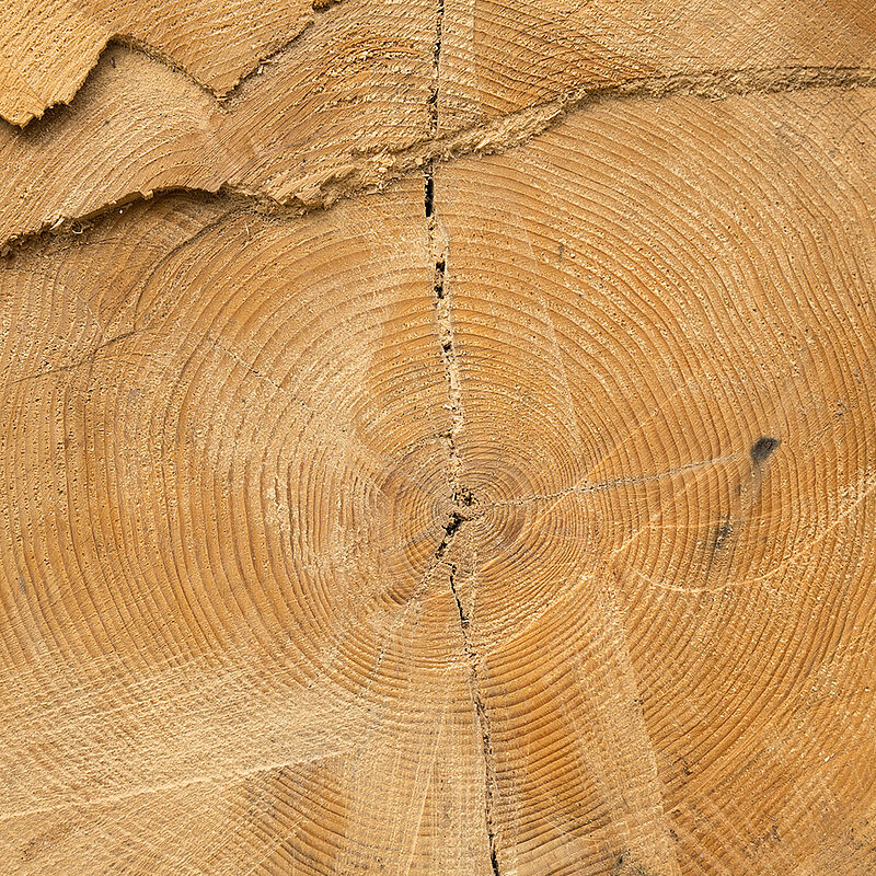 Tanne (c) ÖBf/W. Lienbacher