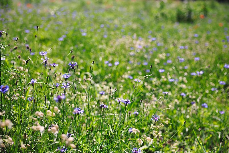 Blühwiese im ÖBf-Forstrevier Münichreith in Niederösterreich (c) oebf/Florian Platter Blühwiese im ÖBf-Forstrevier Münichreith in Niederösterreich (c) oebf/Florian Platter