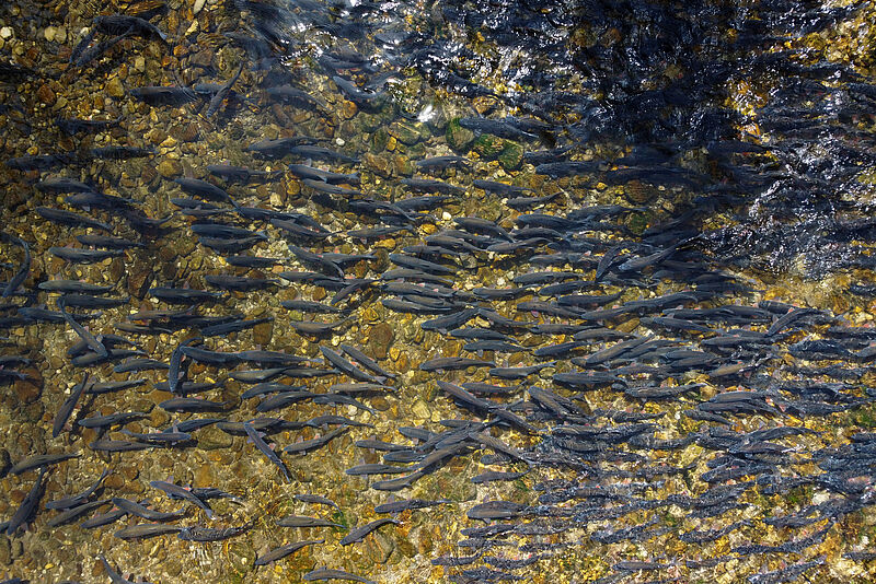 Laichzug der Nasen im Neustiftgraben (c) ÖBf-Archiv/C. Ratschan