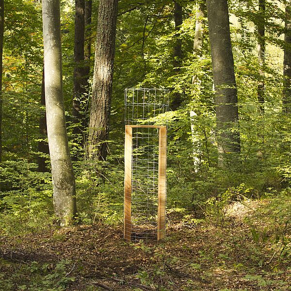 Eibenschutz: Bundesforste fördern seltene Baumart im Forstrevier Bleiberg