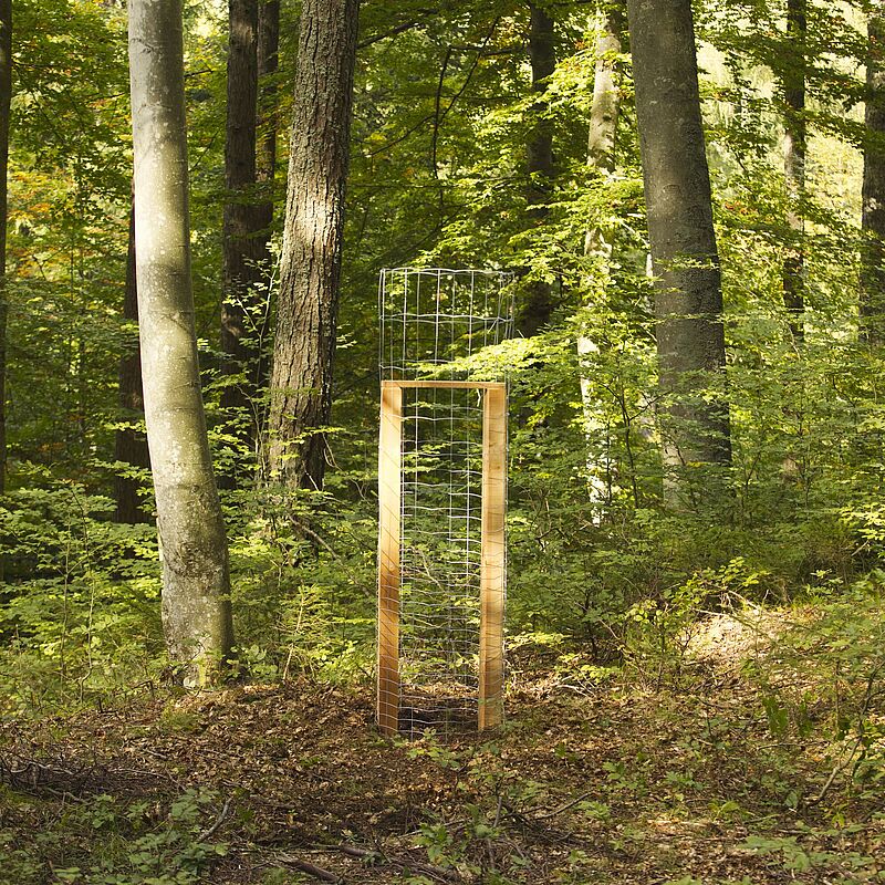 Schutz der Eiben-Naturverjüngung mittels Drahtkörben (c) oebf/Florian Platter