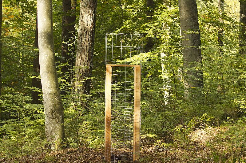 Eibenschutz: Bundesforste fördern seltene Baumart im Forstrevier Bleiberg