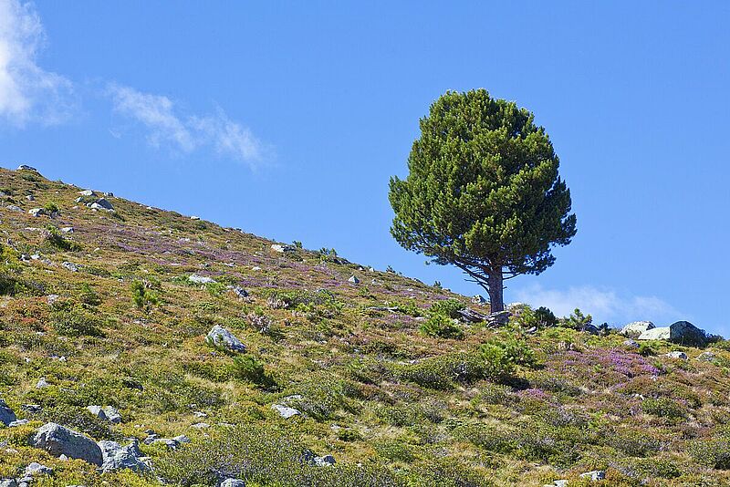 Zirbe an der Baumgrenze