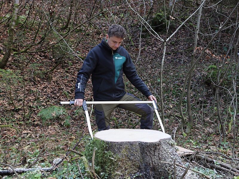 Vermessung der rund 90 Jahre alten Fichte (c) ÖBf/T. Kranabitl Vermessung der rund 90 Jahre alten Fichte (c) ÖBf/T. Kranabitl