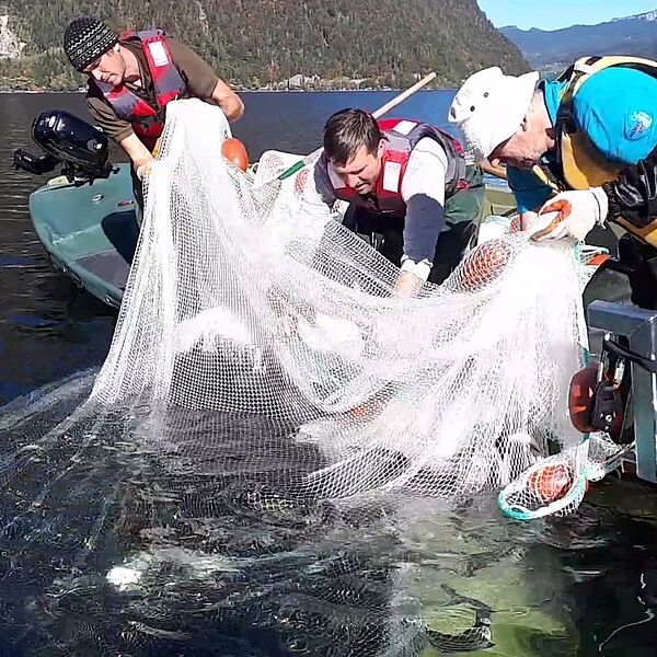 Schonendes Fischen: Untersuchung von Fischbeständen mit Ringwade am Hallstätter See (VIDEO)