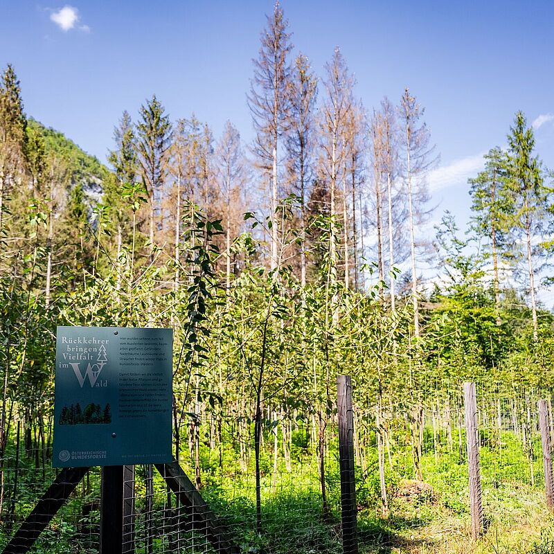 Wald der Zukunft Führung in Villach, © ÖBf/M. Stabentheiner 