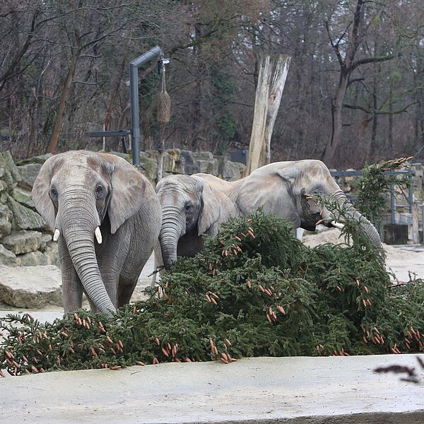 Freudige Beschäftigung für Schönbrunner Elefanten
