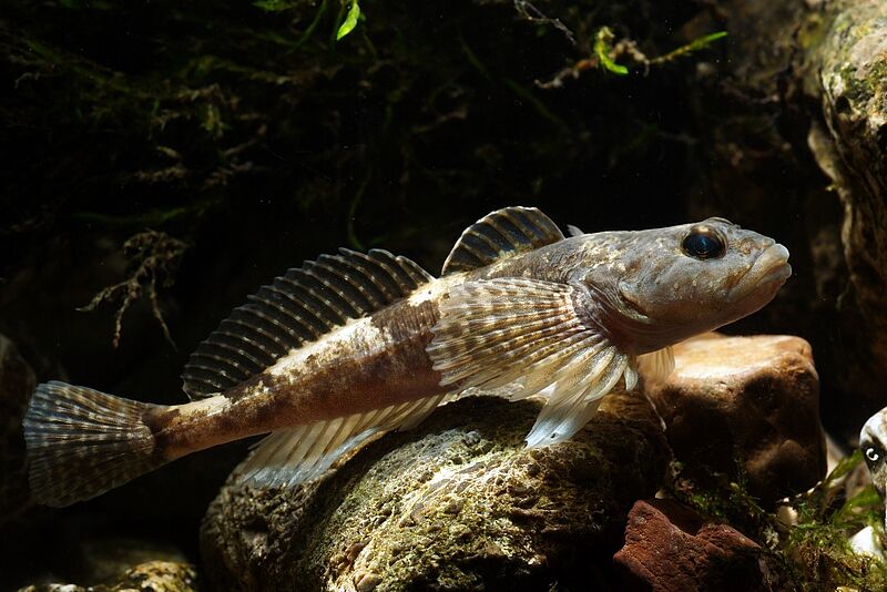 Koppe (ein kleiner Fisch)
