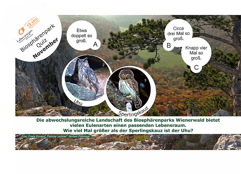 Wie viel Mal größer als ein Sperlingskauz ist der Uhu?