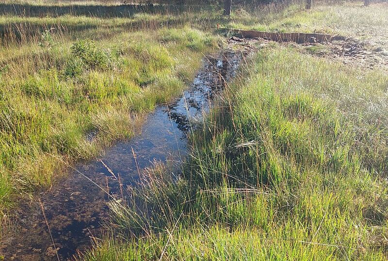 Rückstauwirkung durch die Holzdämme im Hahnbodenmoor (c) ÖBf/V. Baumgartner Rückstauwirkung durch die Holzdämme im Hahnbodenmoor (c) ÖBf/V. Baumgartner