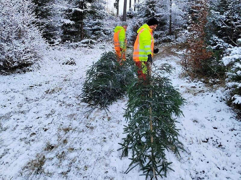 Auszubildene bei der Baumernte (c) oberrainanderskompetent/A. Frommelt