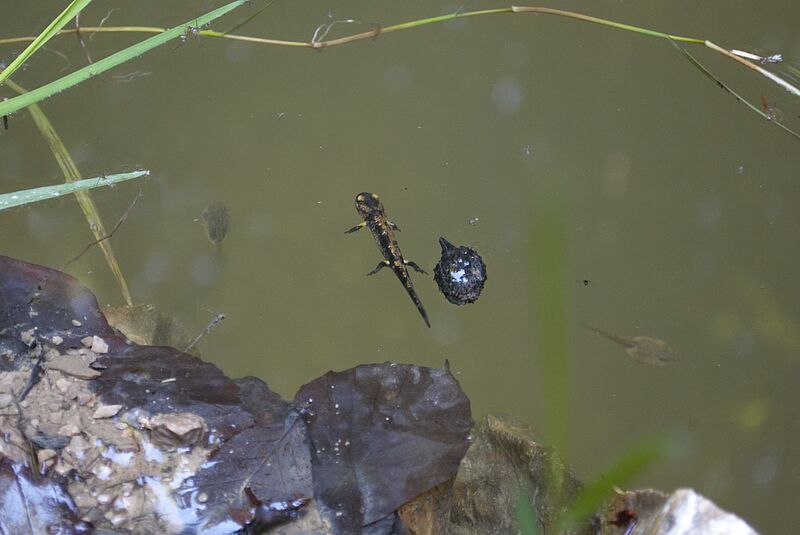 Projekt Trittsteine im Wienerwal - Feuersalamanderlarve (c) ÖBf/C. Kubista