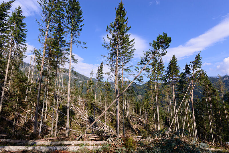 Blick auf einen vom Sturm beschädigten Nadelwald, teilweise fallen Bäume um, am Boden liegen gefällte und umgeknickte Bäume.