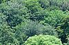 Wald der Zukunft - struktur- und artenreiche Mischwälder (c) ÖBf-Archiv/W. Simlinger