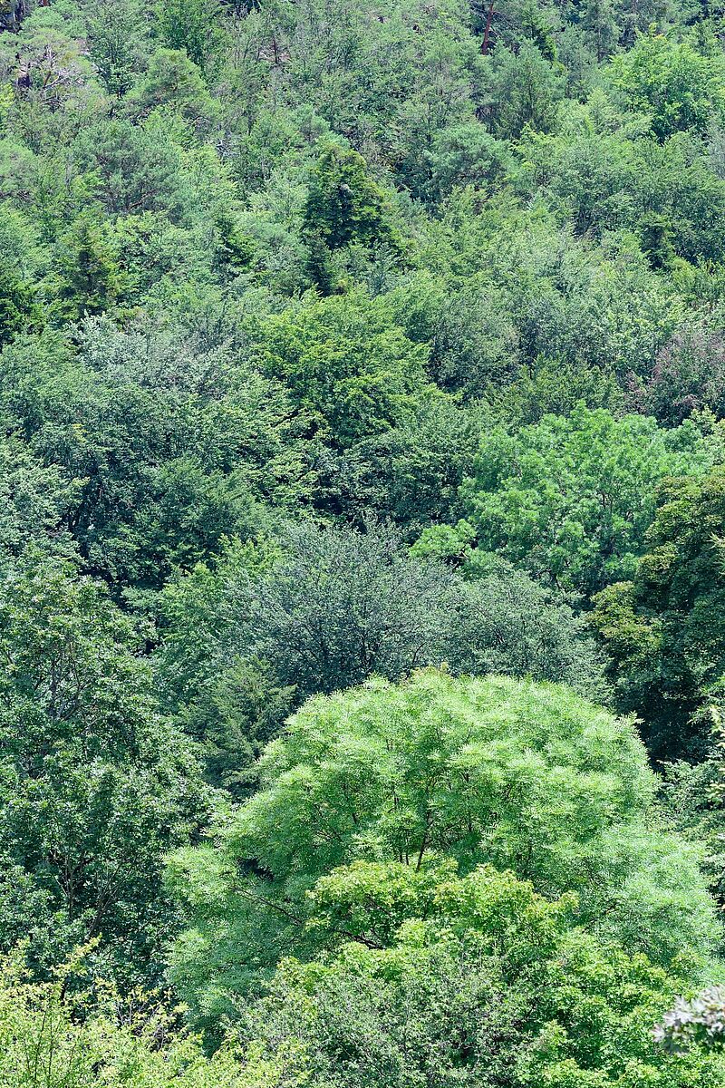 Wald der Zukunft - struktur- und artenreiche Mischwälder (c) ÖBf-Archiv/W. Simlinger