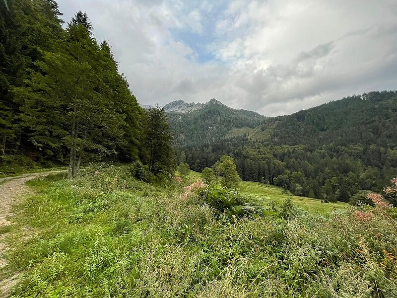 Waldführung in Rosenau (c) ÖBf