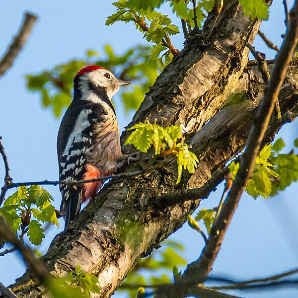 Spechte im Wienerwald