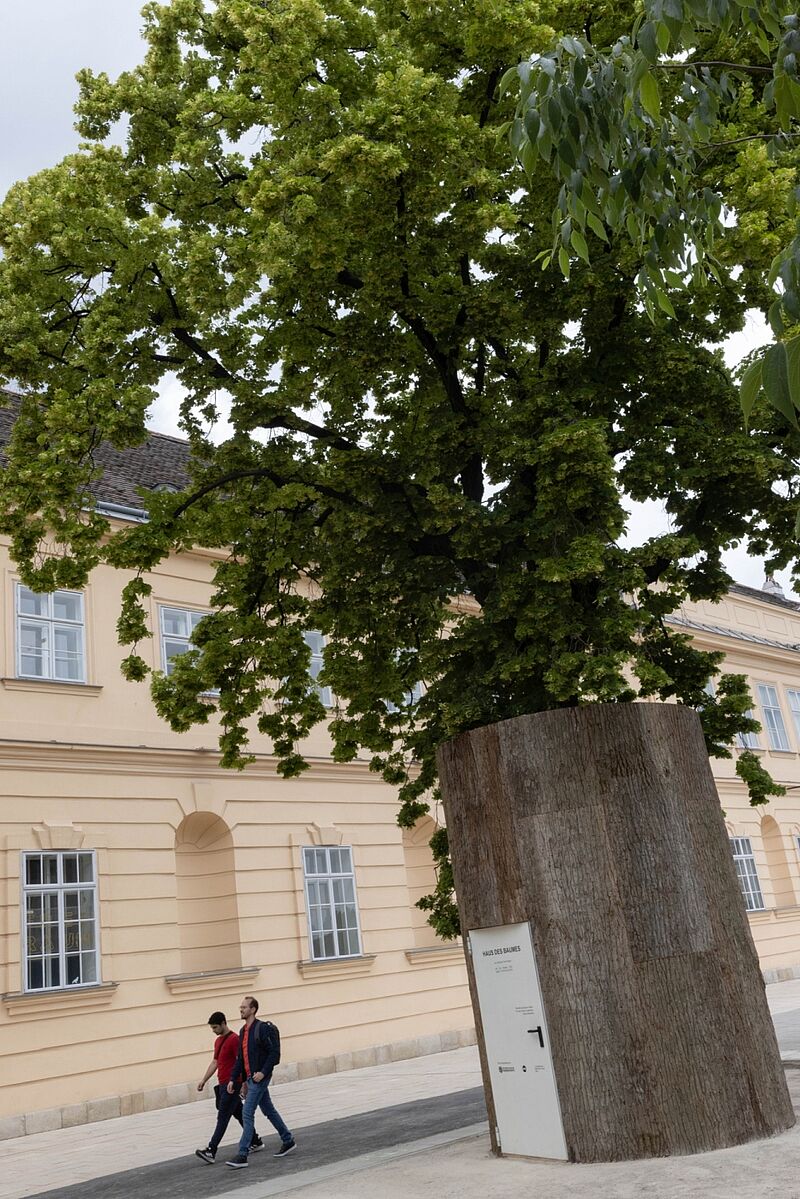 „Haus des Baumes“ vor dem MuseumsQuartier in Wien (c) eSeL.at – Lorenz Seidler