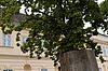 „Haus des Baumes“ vor dem MuseumsQuartier in Wien (c) eSeL.at – Lorenz Seidler
