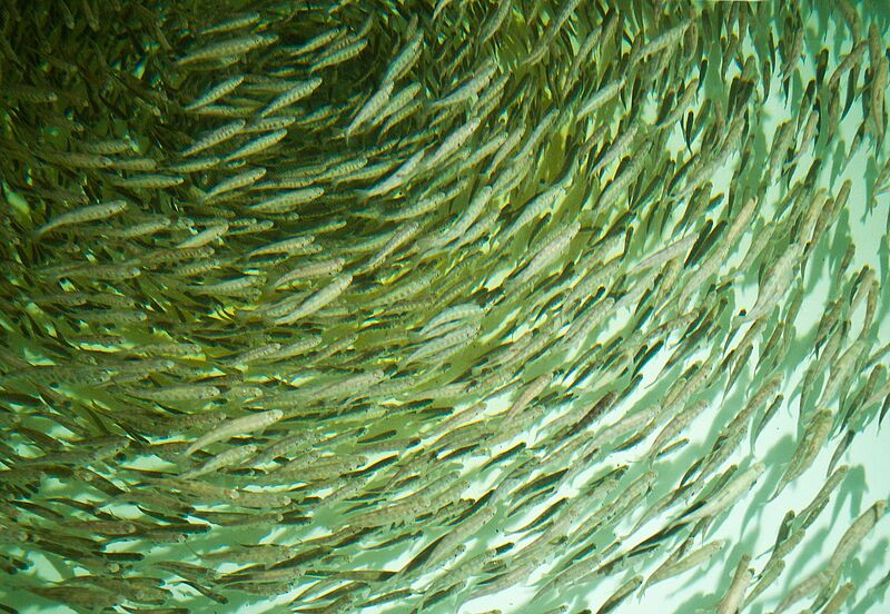 Aquakultur Wildkultur