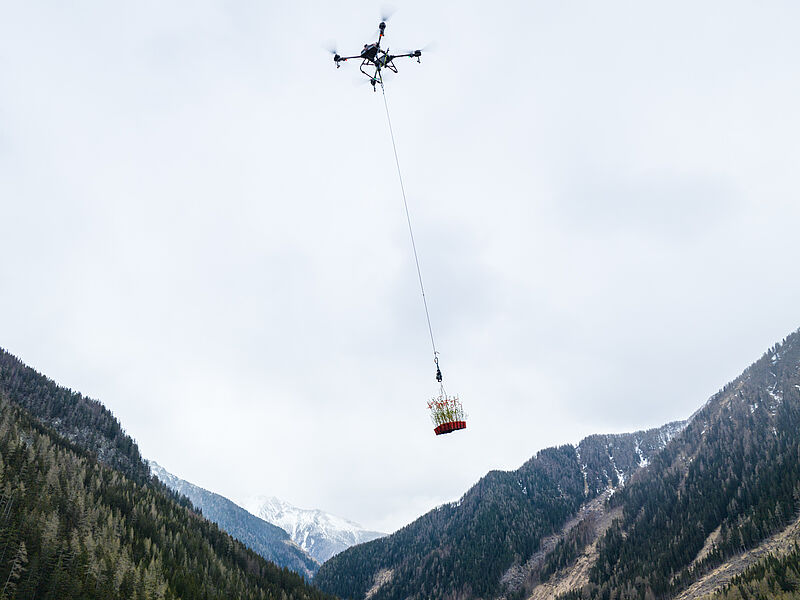 Lastendrohne transportiert junge Baumsetzlinge in steile, entlegene Schutzwaldgebiete (c) ÖBf/G. Perauer
