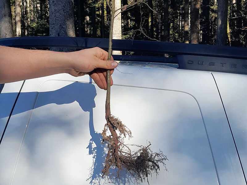 Wurzelwerk einer jungen Eiche nach erfolgtem Wurzelschnitt kurz vor der Pflanzung (c)ÖBf/M. Berger
