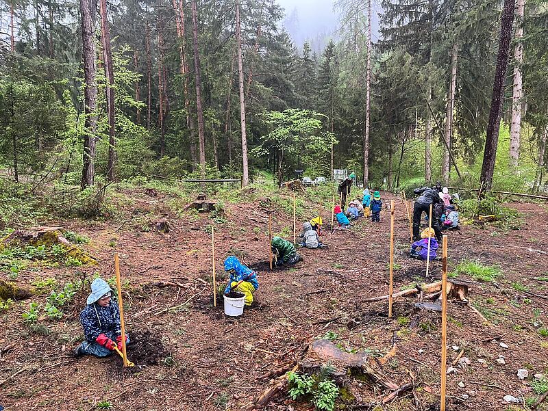 Kinder beim Pflanzen der Tannen © ÖBf