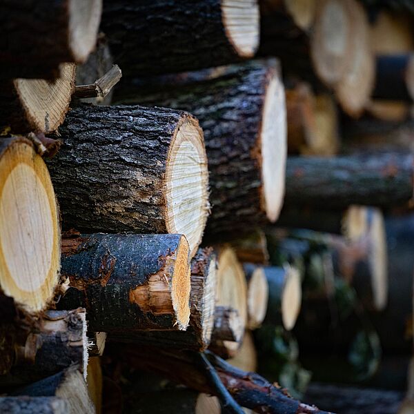 „SITCA“-Allianz für die globale Holzbau-Wende